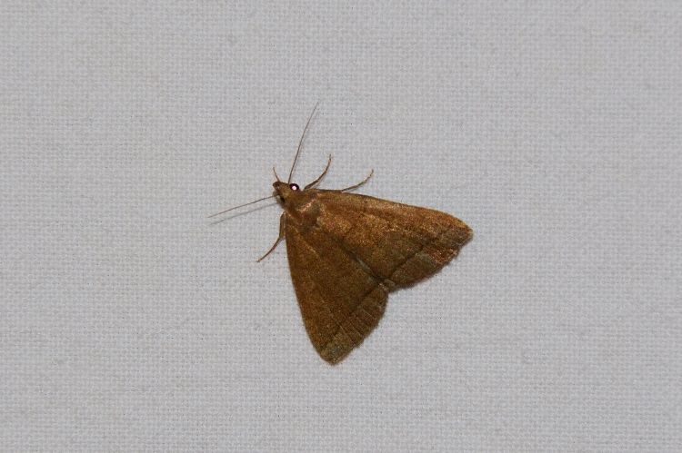 Falena da identificare